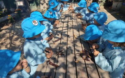 Alfarrobas para todos!